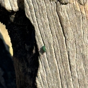 Chrysididae (family) at Bonner, ACT - 20 Nov 2024