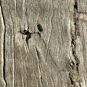 Chrysididae (family) at Bonner, ACT - 20 Nov 2024 06:03 PM