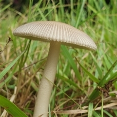 Unidentified Cap on a stem; gills below cap [mushrooms or mushroom-like] at Mororo, NSW - 21 Nov 2024 by Topwood