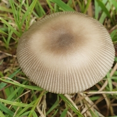 Amanita sp. at Mororo, NSW - suppressed