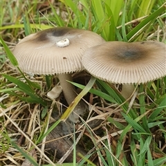 Amanita sp. at Mororo, NSW - 21 Nov 2024