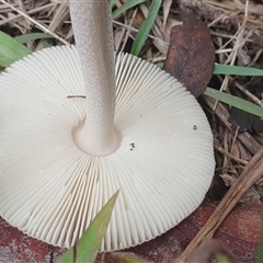 Amanita sp. at Mororo, NSW - suppressed