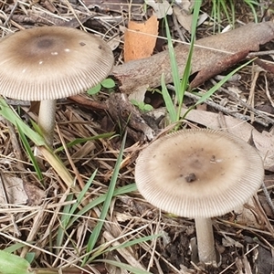 Amanita sp. at Mororo, NSW - suppressed