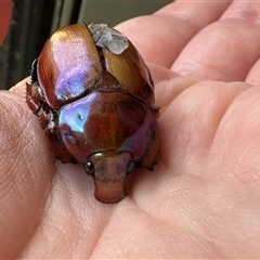 Anoplognathus montanus at Bruce, ACT - 21 Nov 2024