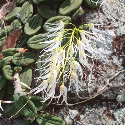 Unidentified Orchid at Shark Creek, NSW - 25 Sep 2024 by Topwood