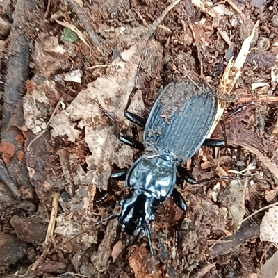 Unidentified Other beetle at Pipeclay, NSW - 21 Nov 2024 by MVM