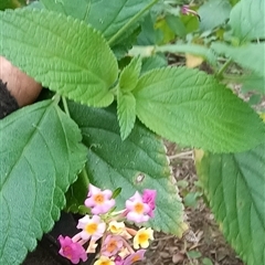 Lantana camara at Pipeclay, NSW - 21 Nov 2024 by MVM