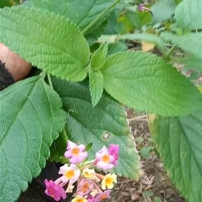 Lantana camara at Pipeclay, NSW - 21 Nov 2024 by MVM