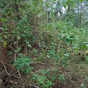 Lantana camara at Pipeclay, NSW - suppressed