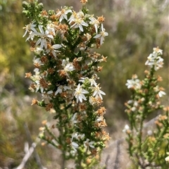 Olearia microphylla at Cotter River, ACT - 20 Nov 2024 by nathkay