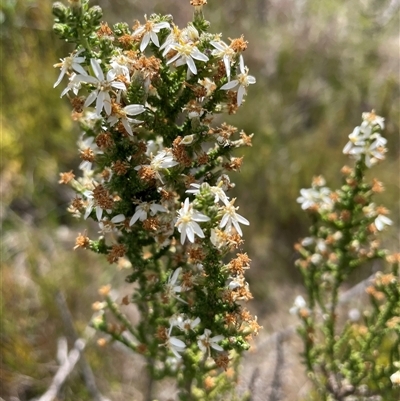 Olearia microphylla at Cotter River, ACT - 20 Nov 2024 by nathkay