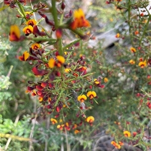 Daviesia ulicifolia subsp. ruscifolia (Broad-leaved Gorse Bitter Pea) at Cotter River, ACT by nathkay