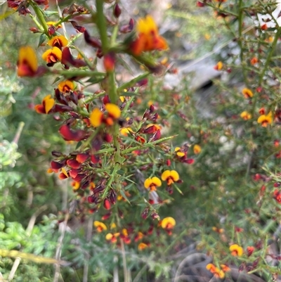 Daviesia ulicifolia subsp. ruscifolia (Broad-leaved Gorse Bitter Pea) at Cotter River, ACT - 20 Nov 2024 by nathkay