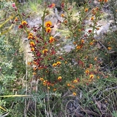 Daviesia ulicifolia subsp. ruscifolia at Cotter River, ACT - 20 Nov 2024