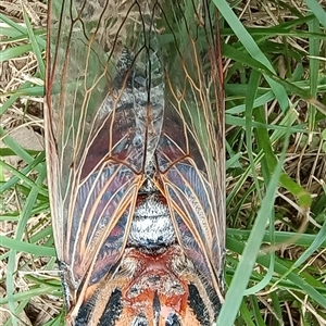 Thopha saccata at Pipeclay, NSW - 21 Nov 2024