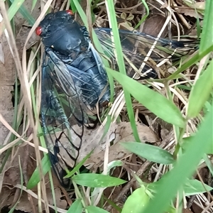 Psaltoda moerens (Redeye cicada) at Pipeclay, NSW by MVM