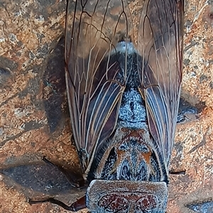 Thopha saccata (Double Drummer) at Pipeclay, NSW by MVM