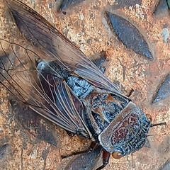 Thopha saccata at Pipeclay, NSW - suppressed