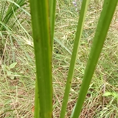 Imperata cylindrica at Pipeclay, NSW - 21 Nov 2024 by MVM