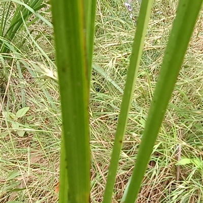 Imperata cylindrica at Pipeclay, NSW - 21 Nov 2024 by MVM