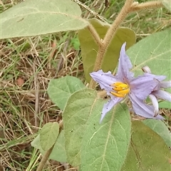 Unidentified Plant at Pipeclay, NSW - 21 Nov 2024 by MVM