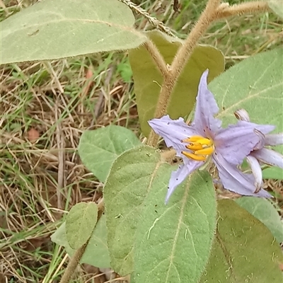 Solanum sp. by MVM