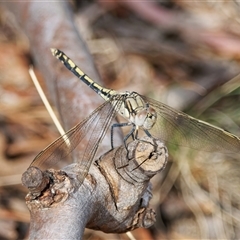 Austroargiolestes icteromelas (Common Flatwing) at Theodore, ACT - 21 Nov 2024 by RomanSoroka