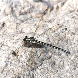 Austroargiolestes icteromelas (Common Flatwing) at Theodore, ACT by RomanSoroka