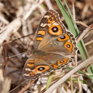 Junonia villida at Theodore, ACT - 21 Nov 2024