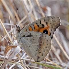 Junonia villida at Theodore, ACT - 21 Nov 2024 04:09 PM