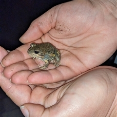 Limnodynastes dumerilii (Eastern Banjo Frog) at Captains Flat, NSW - 21 Nov 2024 by Sunray