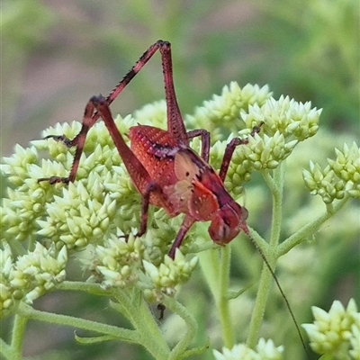 Torbia viridissima (Gum Leaf Katydid) at Bungendore, NSW - 21 Nov 2024 by clarehoneydove