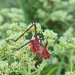 Torbia viridissima at Bungendore, NSW - suppressed