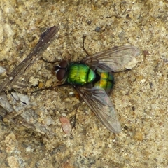 Lucilia sp. (genus) at West Hobart, TAS - 19 Nov 2024 by VanessaC