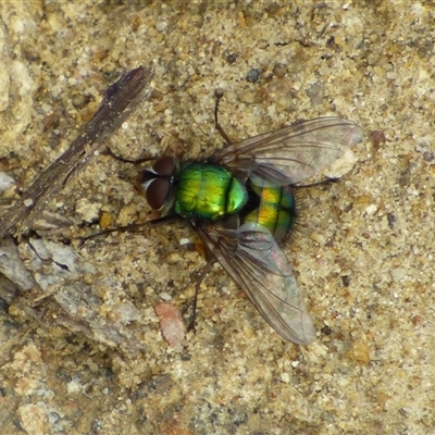 Rutilia sp. (genus) (A Rutilia bristle fly, subgenus unknown) at West Hobart, TAS - 19 Nov 2024 by VanessaC