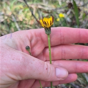 Hypochaeris radicata at Monga, NSW - 21 Nov 2024