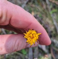 Hypochaeris radicata at Monga, NSW - 21 Nov 2024