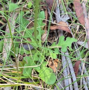 Hypochaeris radicata at Monga, NSW - 21 Nov 2024