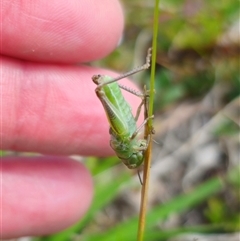 Acrididae sp. (family) (Unidentified Grasshopper) at Palerang, NSW - 21 Nov 2024 by Csteele4