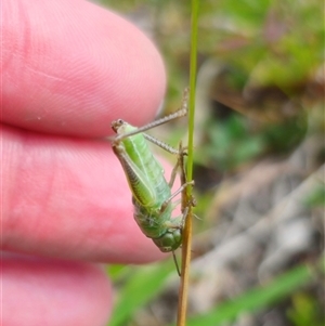 Acrididae sp. (family) at Palerang, NSW - 21 Nov 2024