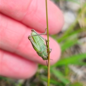 Acrididae sp. (family) at Palerang, NSW - 21 Nov 2024