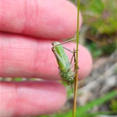 Acrididae sp. (family) at Palerang, NSW - 21 Nov 2024