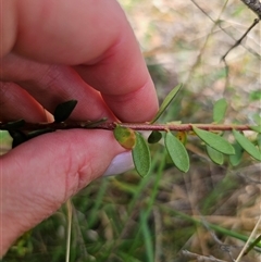 Rhytidosporum prostratum at Palerang, NSW - 21 Nov 2024 by Csteele4