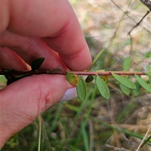 Persoonia asperula at Palerang, NSW - 21 Nov 2024 01:55 PM