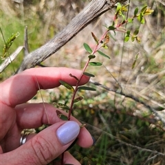 Persoonia asperula at Palerang, NSW - 21 Nov 2024 01:55 PM