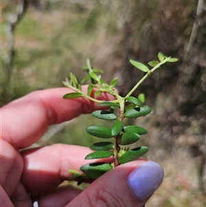 Persoonia asperula at Palerang, NSW - 21 Nov 2024