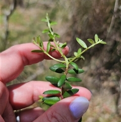 Persoonia asperula at Palerang, NSW - 21 Nov 2024 01:55 PM