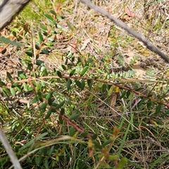 Persoonia asperula at Palerang, NSW - 21 Nov 2024