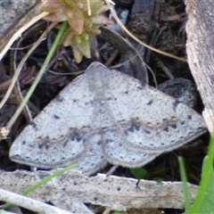 Taxeotis intextata (Looper Moth, Grey Taxeotis) at West Hobart, TAS - 21 Nov 2024 by VanessaC
