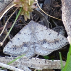 Taxeotis intextata at West Hobart, TAS - 21 Nov 2024 by VanessaC